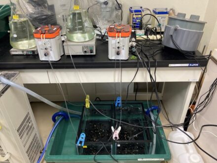 Experimental setup for antioxidant response analysis