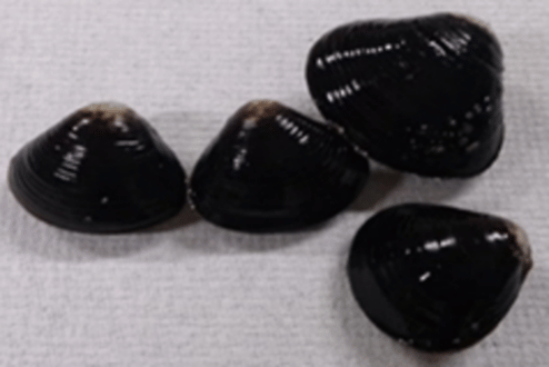 Photograph of brackish bivalves
